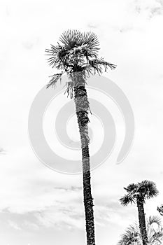 tall palm trees on a summer day in black and white image. Background photo for the poster