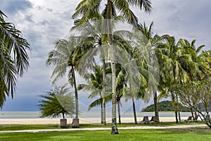 Tall palm trees and sun loungers on tropical Chenang beach on Langkawi island