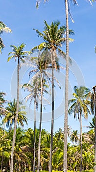 Tall palm trees on a wild Thailand island