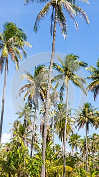 Tall palm trees on a wild Thailand island