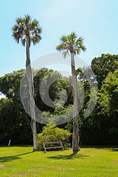Tall Palms at Kingsley Plantation photo