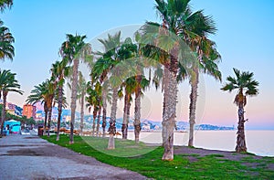 The tall palms on Malagueta beach, Malaga, Spain