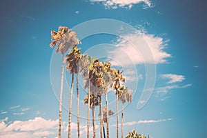 Tall palms on Promenade de la Croisette in Cannes, France photo