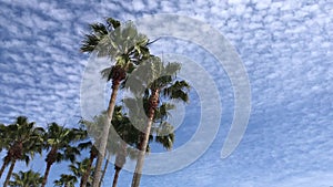 Tall Palms Rustle In Light Wind Against Cloudy Sky 4k 30 fps