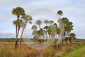 Tall Palms in Scenic Wetland Area