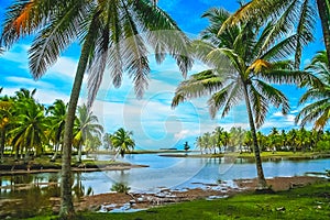 Palmtrees on the coast of Sumatra photo