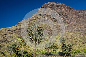 Tall palmtrees in La Gomera Valle Gran Rey photo
