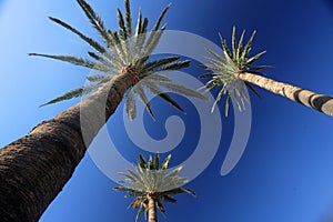 Tall palmtrees photo