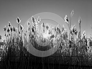 Tall pampas Cortaderia grass in a field on the background of the setting sun and blue sky. Bright Sunny summer photo. Golden ear