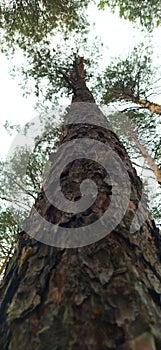 tall pine close-up. the bark of the tree is brown, uneven.