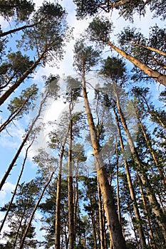 Tall pine forest tops trees looking sky