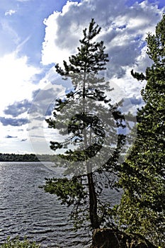 Tall pine by the river