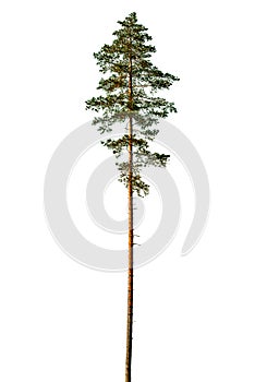 Tall pine tree.