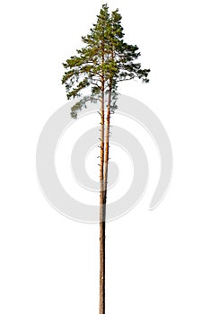 Tall pine tree.