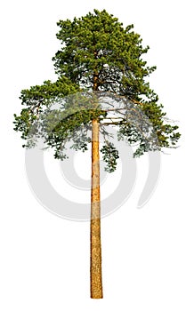 Tall pine tree.