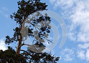 Tall pine tree against the blue sky