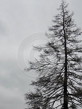 Tall Pine Tree Against A Winter Sky