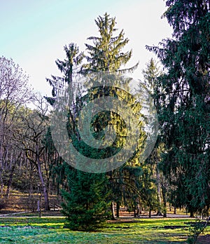 A tall pine tree in autumn in the rays of the sun