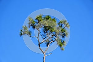 A tall pine tree with the background of the blue sky