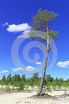 Tall pine tree on a background of bright blue sky, Siberian landscape