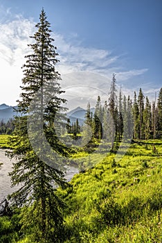 Tall pine tree on bank of Colorado River