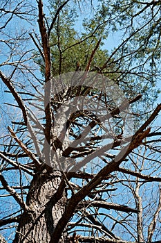 Tall Pine Tree With Broken Barbed Branches