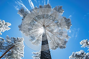 A tall pine tree with a canopy of white snow, backlight photography