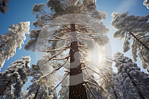 A tall pine tree with a canopy of white snow, backlight photography