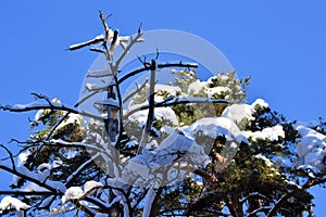 Tall pine tree covered with snow. Winter day