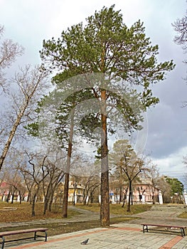 a tall pine tree in a deserted city Park in quarantine, empty benches