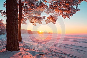 Tall pine tree in the evening sunlight near frosty lake. Lake covered with snow.