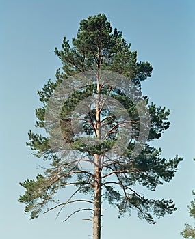 A tall pine tree in a field