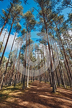 The Tall Pine Tree Forest