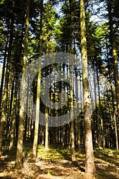 Tall pine tree forest at mount Bobija