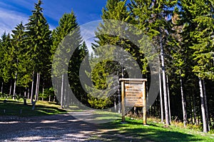 Tall pine tree forest on a sunny autumn day at mount Bobija