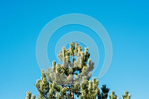 Tall pine tree head with clear blue sky