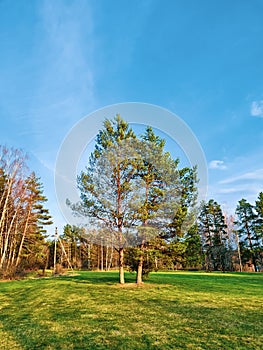 Tall pine tree on the lawn against  blue sky. Spring landscape