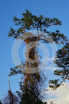 Tall pine Tree and the parasitic vine