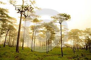 Tall Pine Tree in Summer