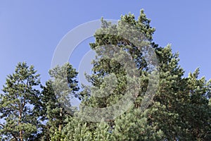 Tall pine tree in summer