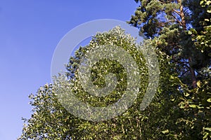 Tall pine tree in summer