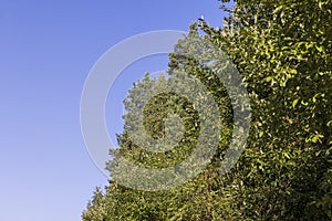 Tall pine tree in summer