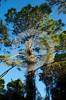 Tall pine tree in sunshine