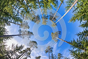 Tall pine tree tops against blue sky