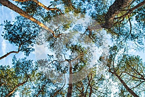 Tall pine tree tops against blue sky and white clouds