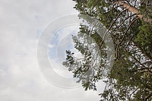 Tall pine tree tops against blue sky and white clouds