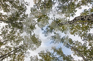 Tall pine tree tops against blue sky and white clouds