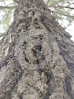 tall pine tree trunks in the garden