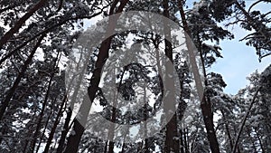 Tall pine tree trunks in winter panoramic landscape