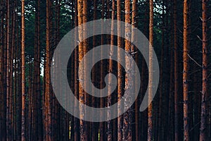 Tall pine tree trunks at Zlatibor mountain forest landscape